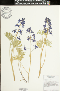 Delphinium tricorne image