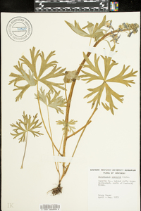 Delphinium tricorne image