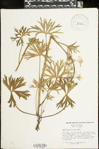 Delphinium tricorne image