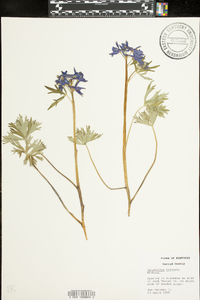 Delphinium tricorne image