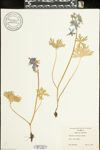 Delphinium tricorne image