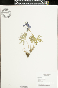 Delphinium tricorne image