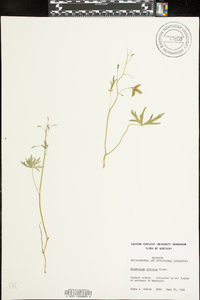 Delphinium tricorne image