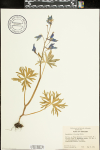 Delphinium tricorne image