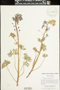 Delphinium tricorne image