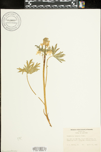 Delphinium tricorne image