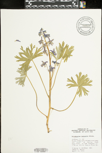 Delphinium tricorne image