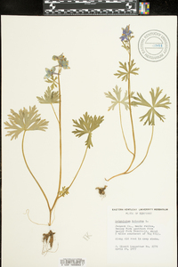 Delphinium tricorne image