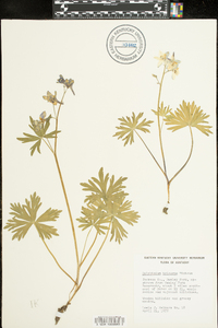 Delphinium tricorne image