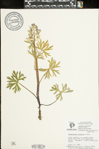 Delphinium tricorne image