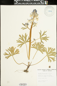 Delphinium tricorne image