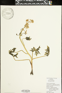 Delphinium tricorne image