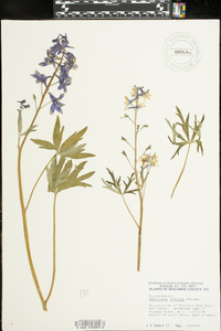 Delphinium tricorne image