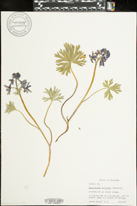 Delphinium tricorne image