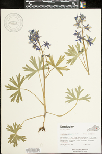 Delphinium tricorne image