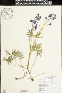 Delphinium tricorne image