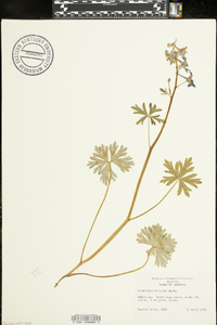 Delphinium tricorne image