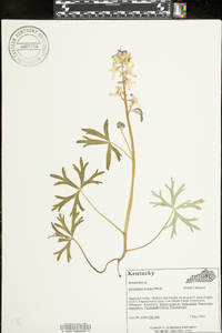 Delphinium tricorne image