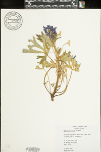 Delphinium tricorne image