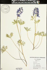 Delphinium tricorne image