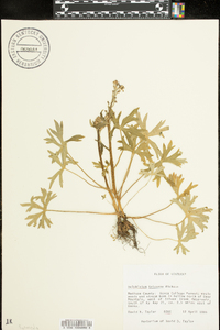 Delphinium tricorne image
