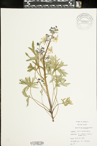 Delphinium tricorne image