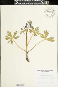 Delphinium tricorne image