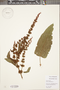 Rumex obtusifolius image