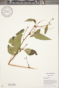 Rumex obtusifolius image