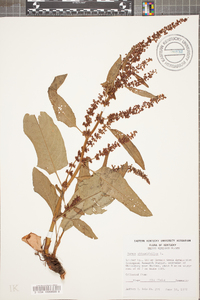 Rumex obtusifolius image