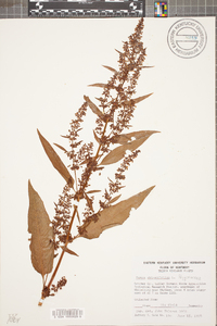 Rumex obtusifolius image