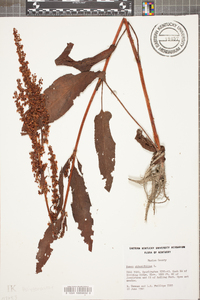 Rumex obtusifolius image