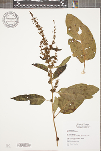 Rumex obtusifolius image