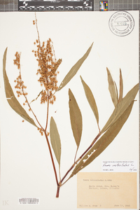 Rumex verticillatus image