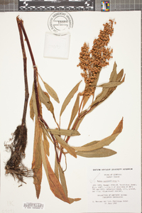 Rumex verticillatus image