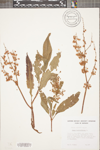 Rumex verticillatus image