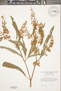 Rumex verticillatus image