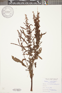 Rumex verticillatus image