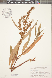 Rumex verticillatus image