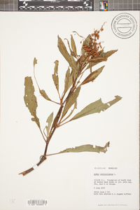 Rumex verticillatus image