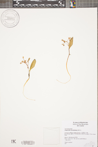 Claytonia caroliniana image