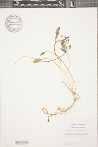 Claytonia caroliniana image