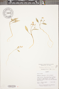 Claytonia caroliniana image