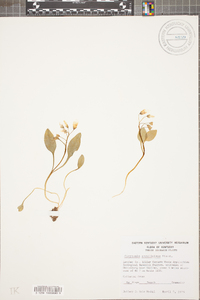 Claytonia caroliniana image