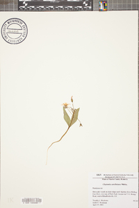 Claytonia caroliniana image