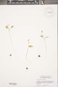 Claytonia caroliniana image