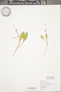 Claytonia caroliniana image