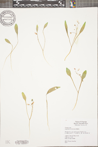 Claytonia caroliniana image