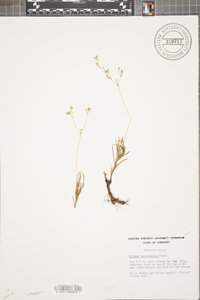 Phemeranthus teretifolius image