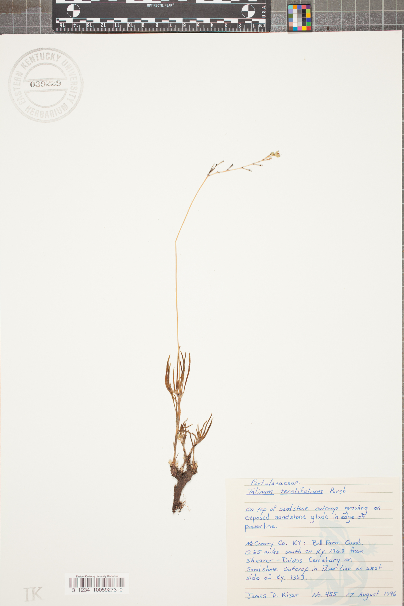 Phemeranthus teretifolius image